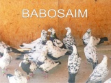 Babosaim